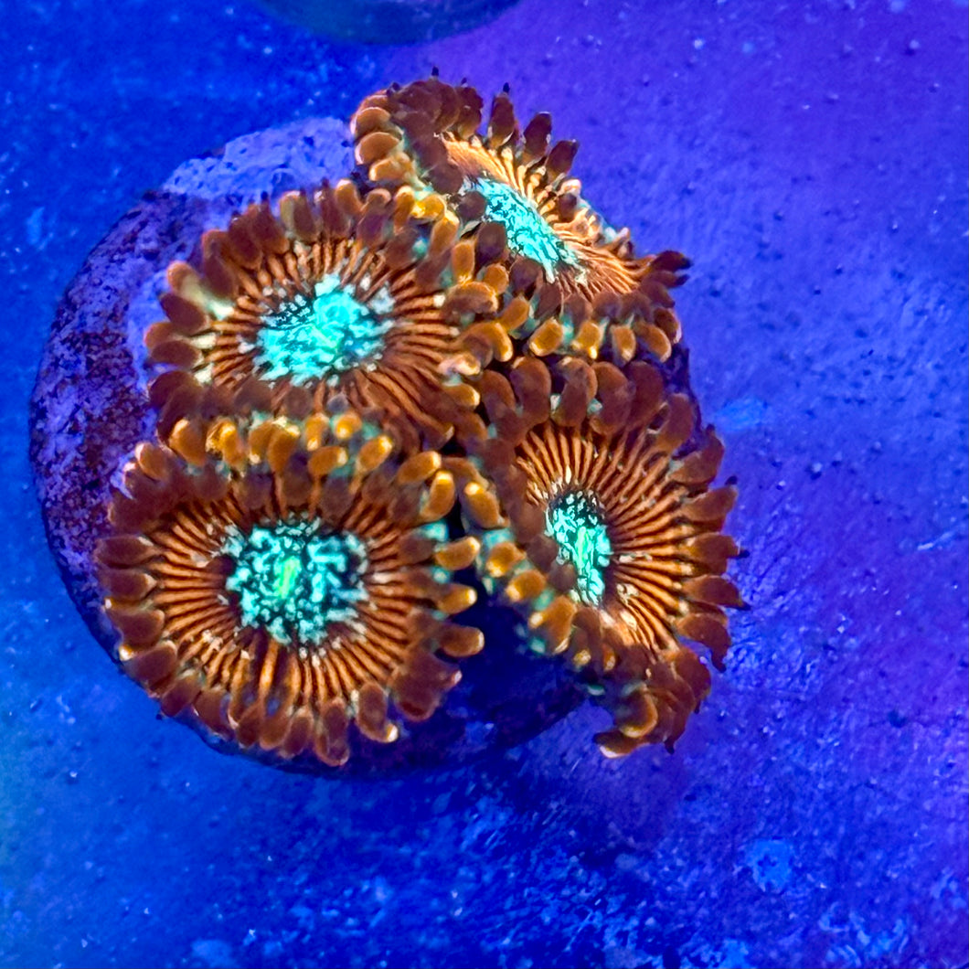Magician zoa