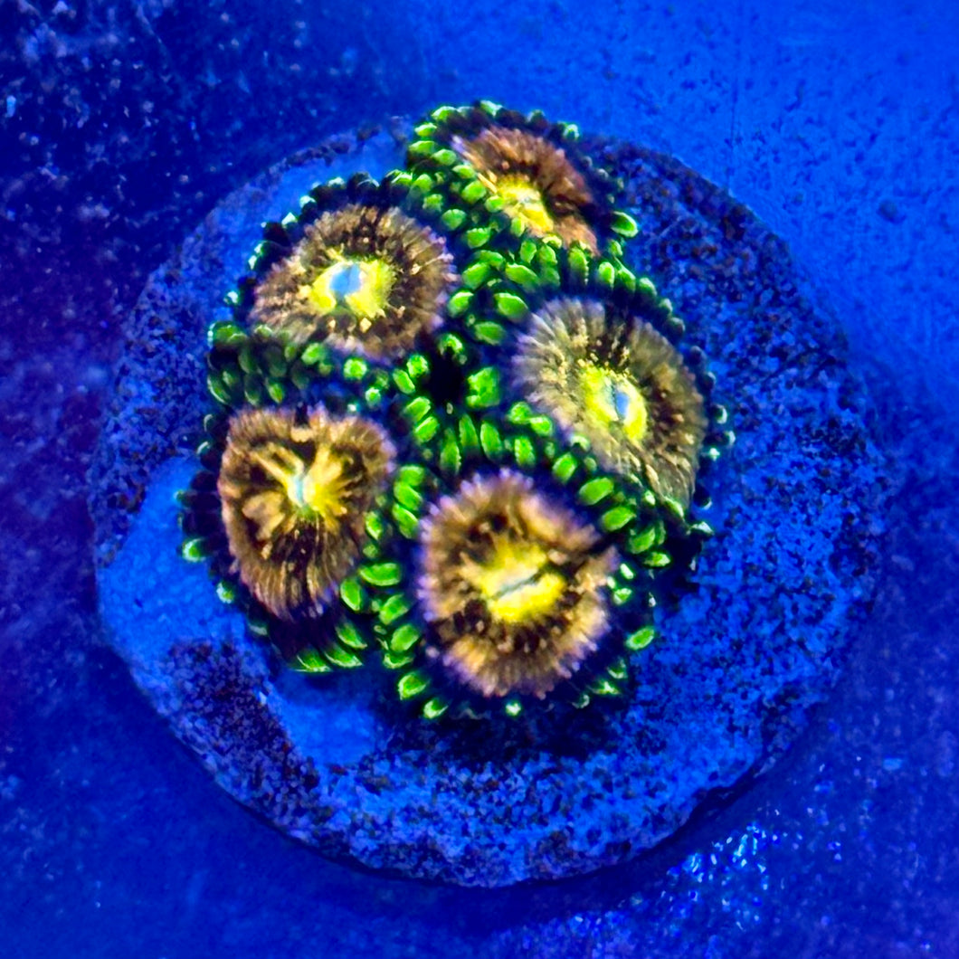 nirvana Zoanthids