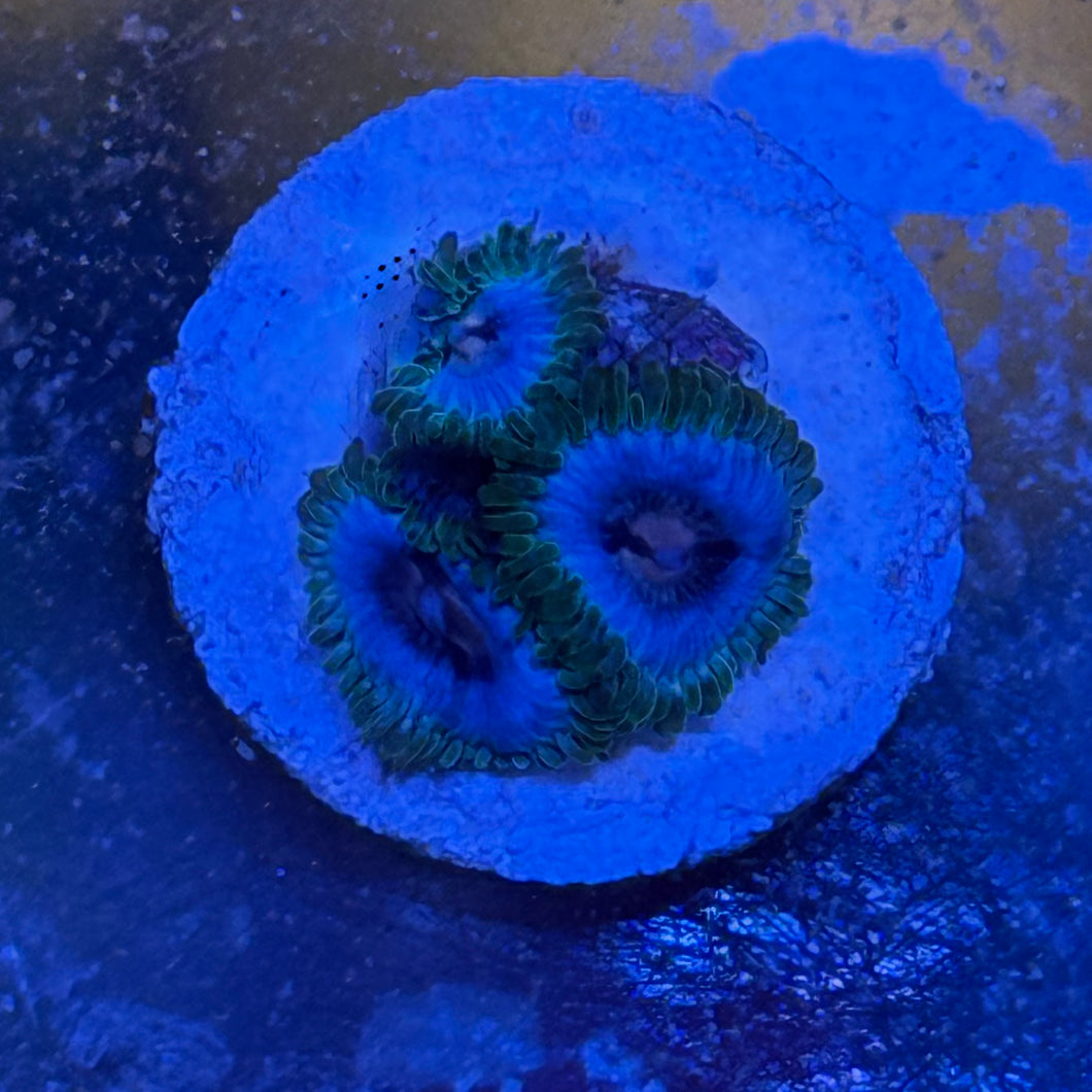 Miami vice Zoanthids 3 polyp