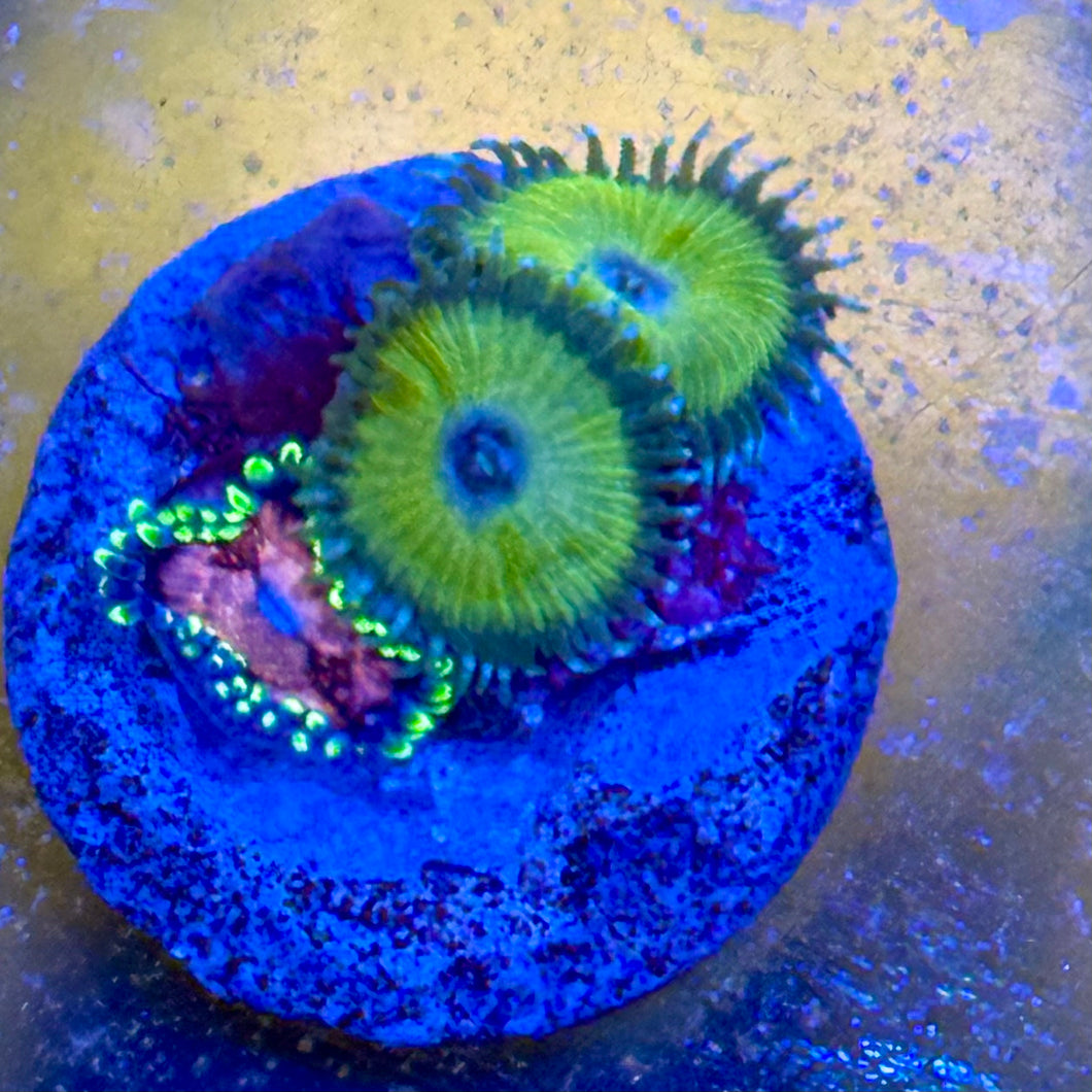 Nuclear green mix Purple monster Zoanthids