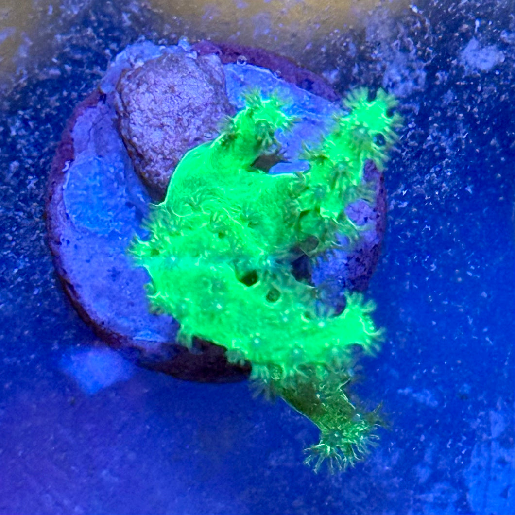 Neon green sinularia