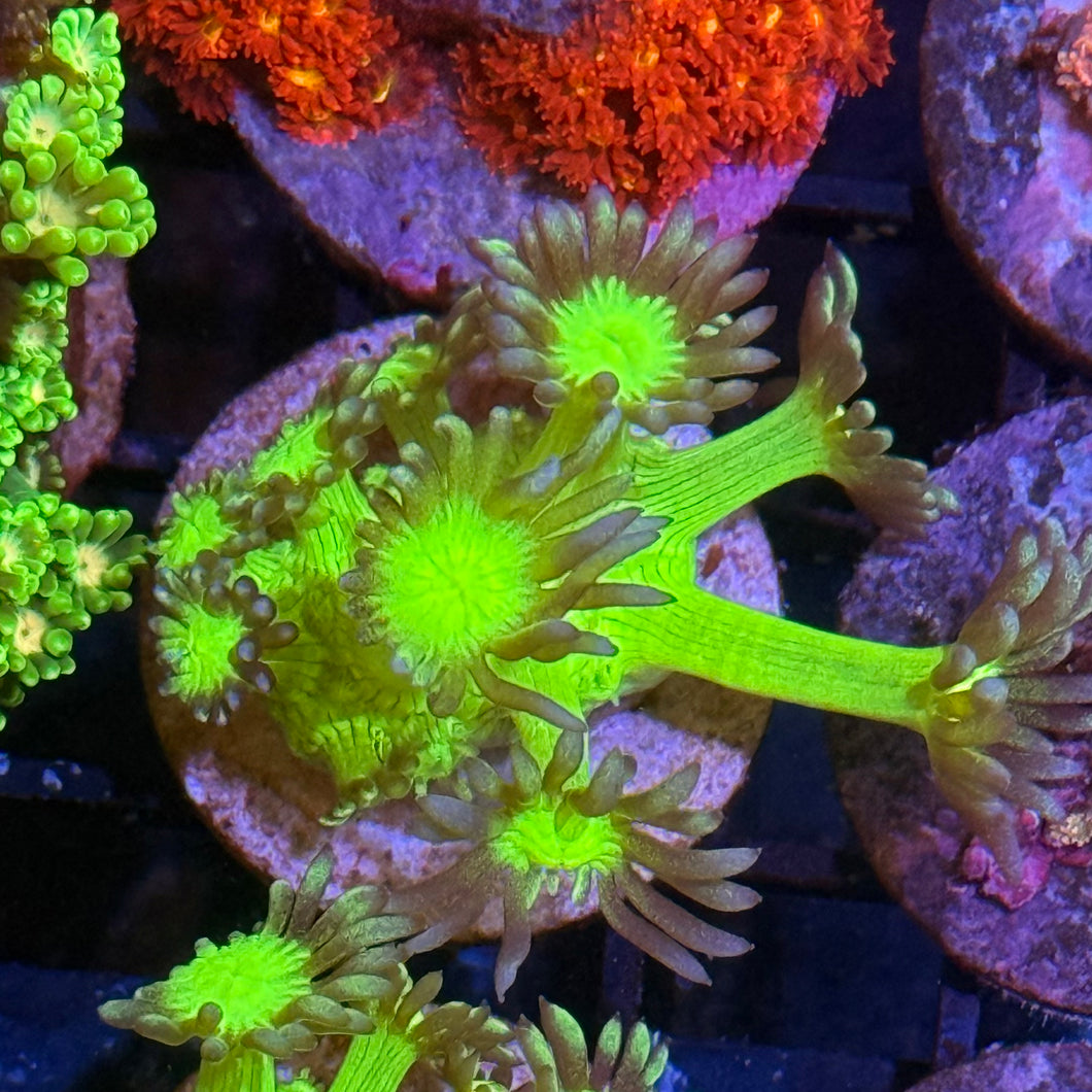 Northern light Goniopora (WYSIWYG)