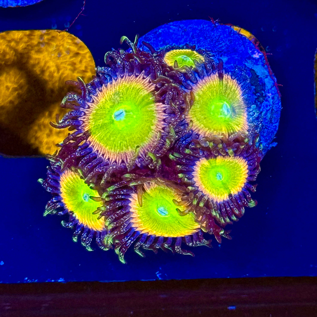 Gummybeer Zoanthids