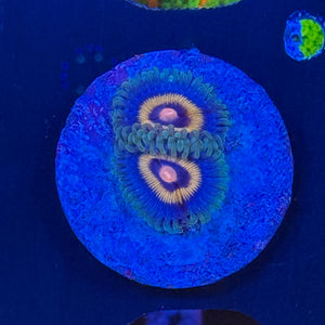 OG Wolverine Zoanthids
