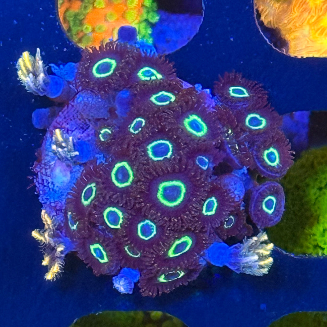 Teal Ring Zoas colony