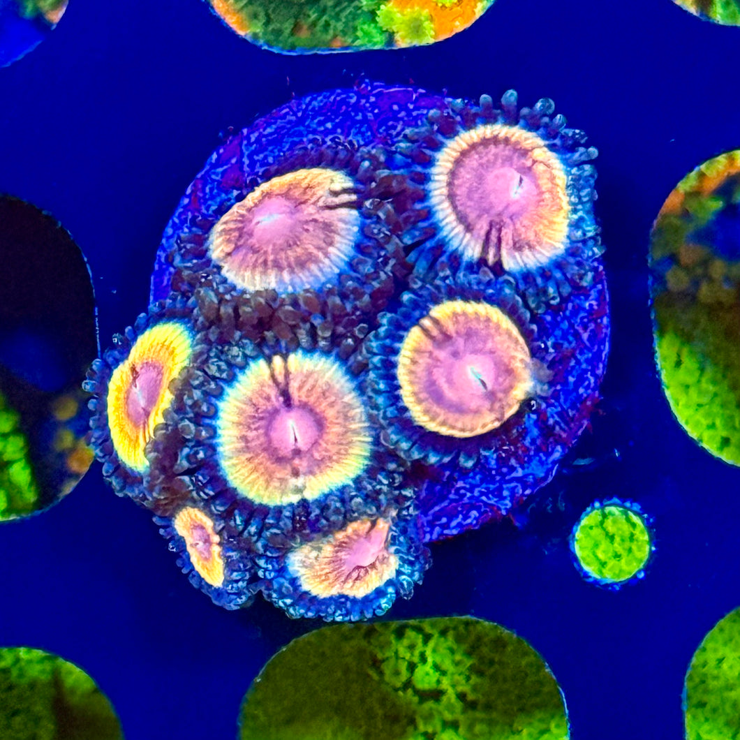 VW BloodShot Zoanthids