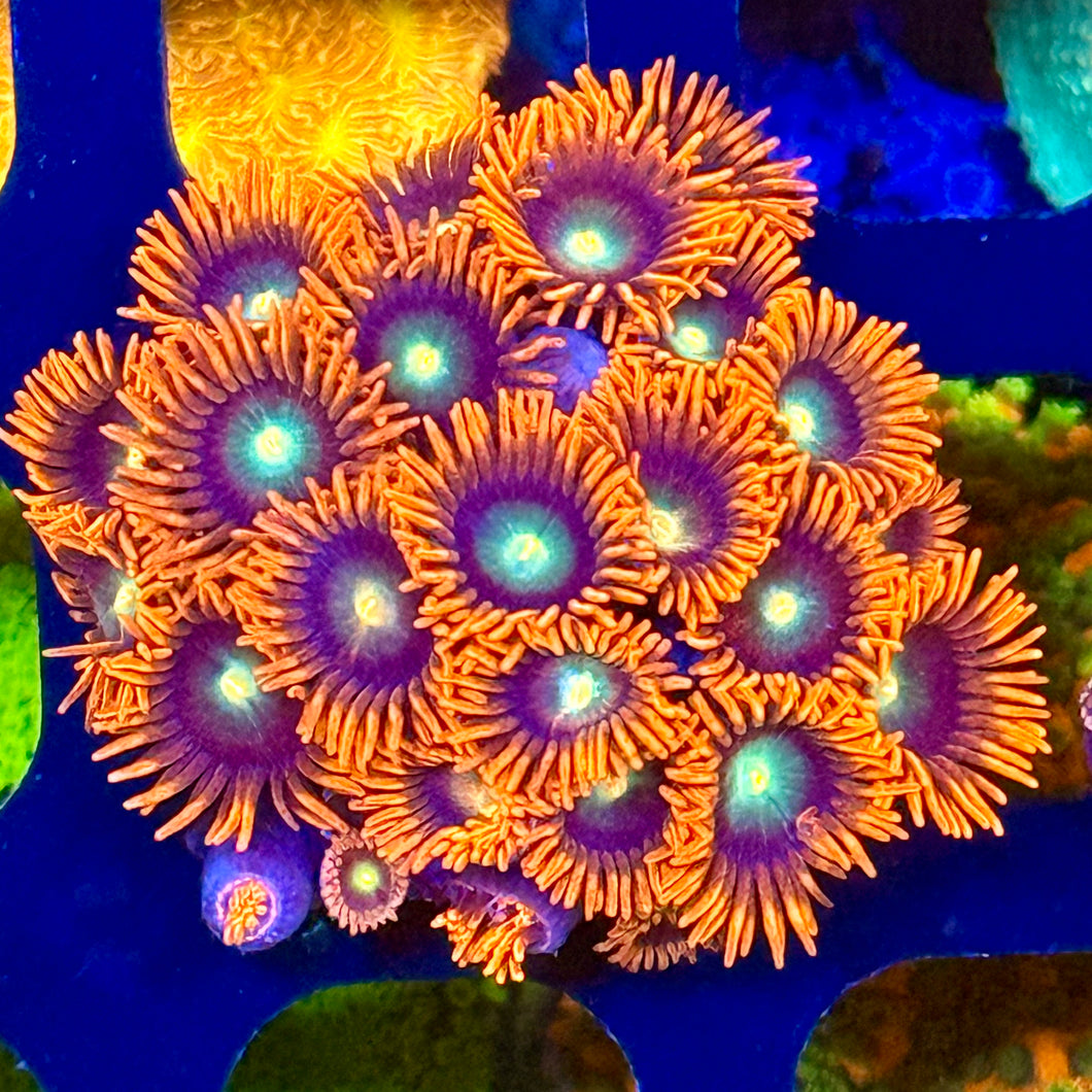 punk rocker Zoanthids Colony