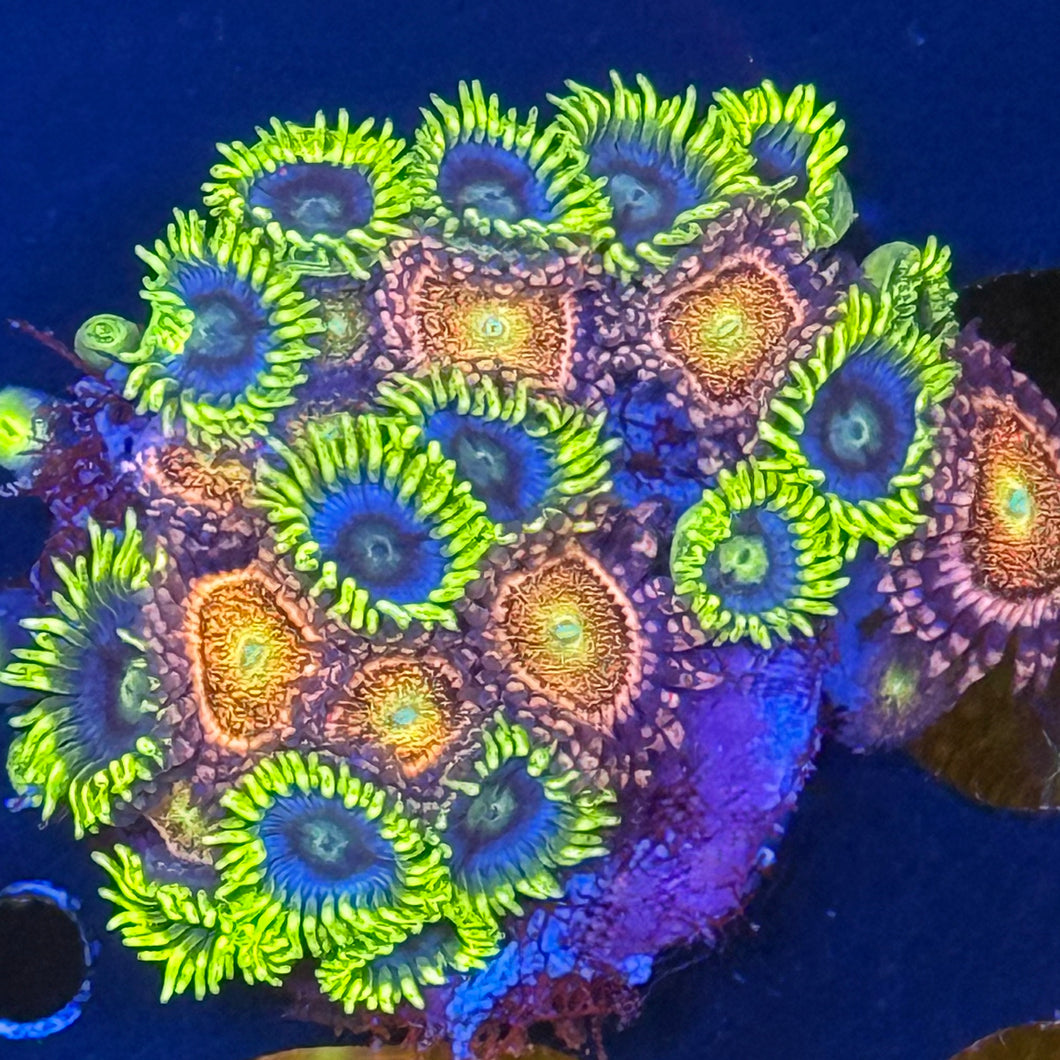 mix zoa and polyp colony 2