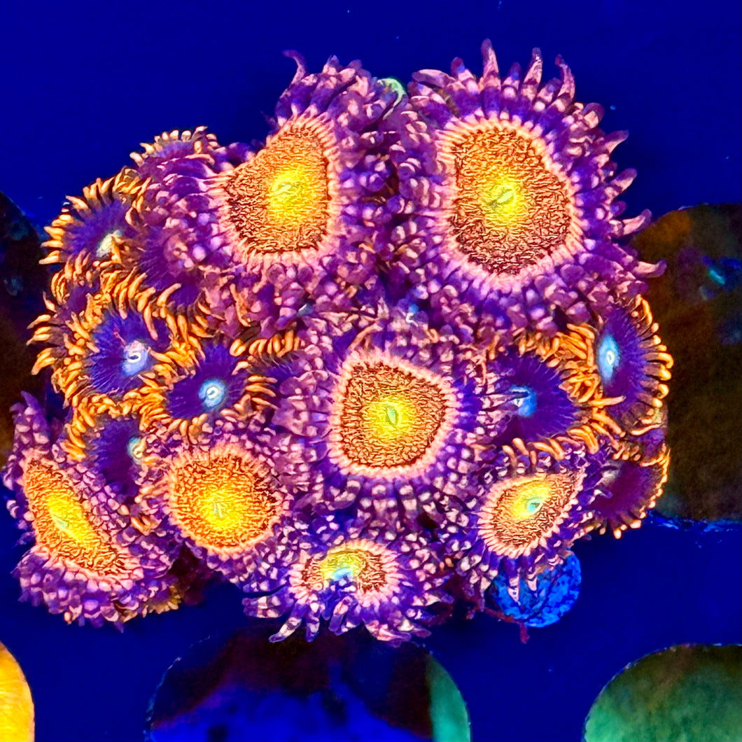 Mix polyp colony