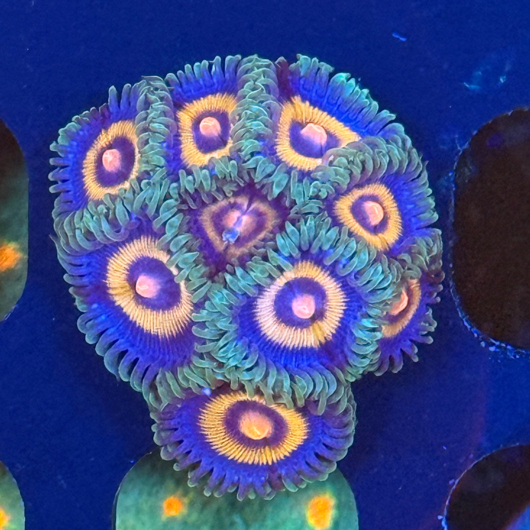 OG Wolverine Zoanthids 9