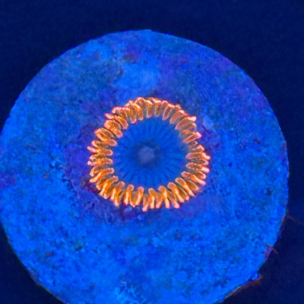 The Gator Zoanthids
