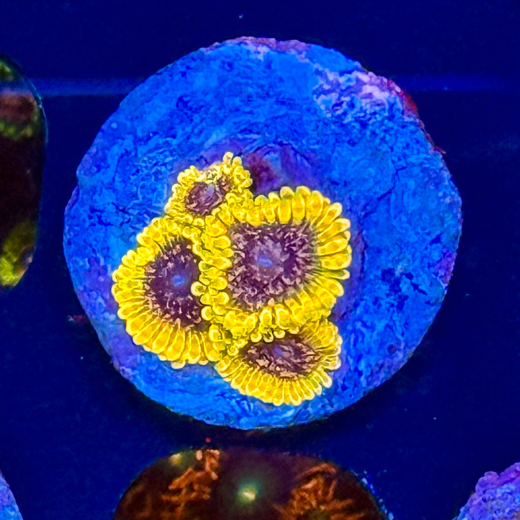 JF Acid Reflux Zoanthid