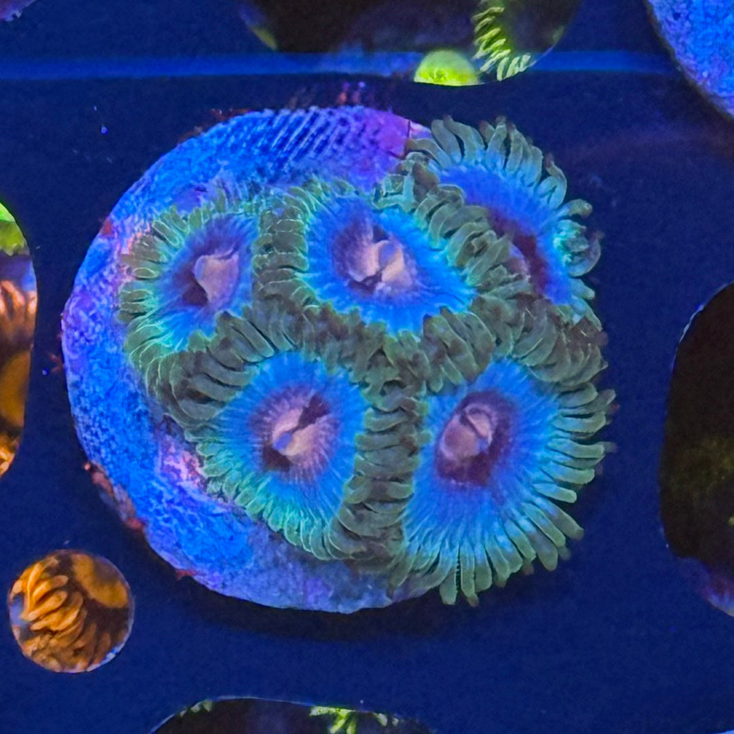 Miami vice Zoanthids 5 polyp