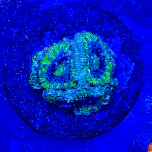 Green Blue Acan A