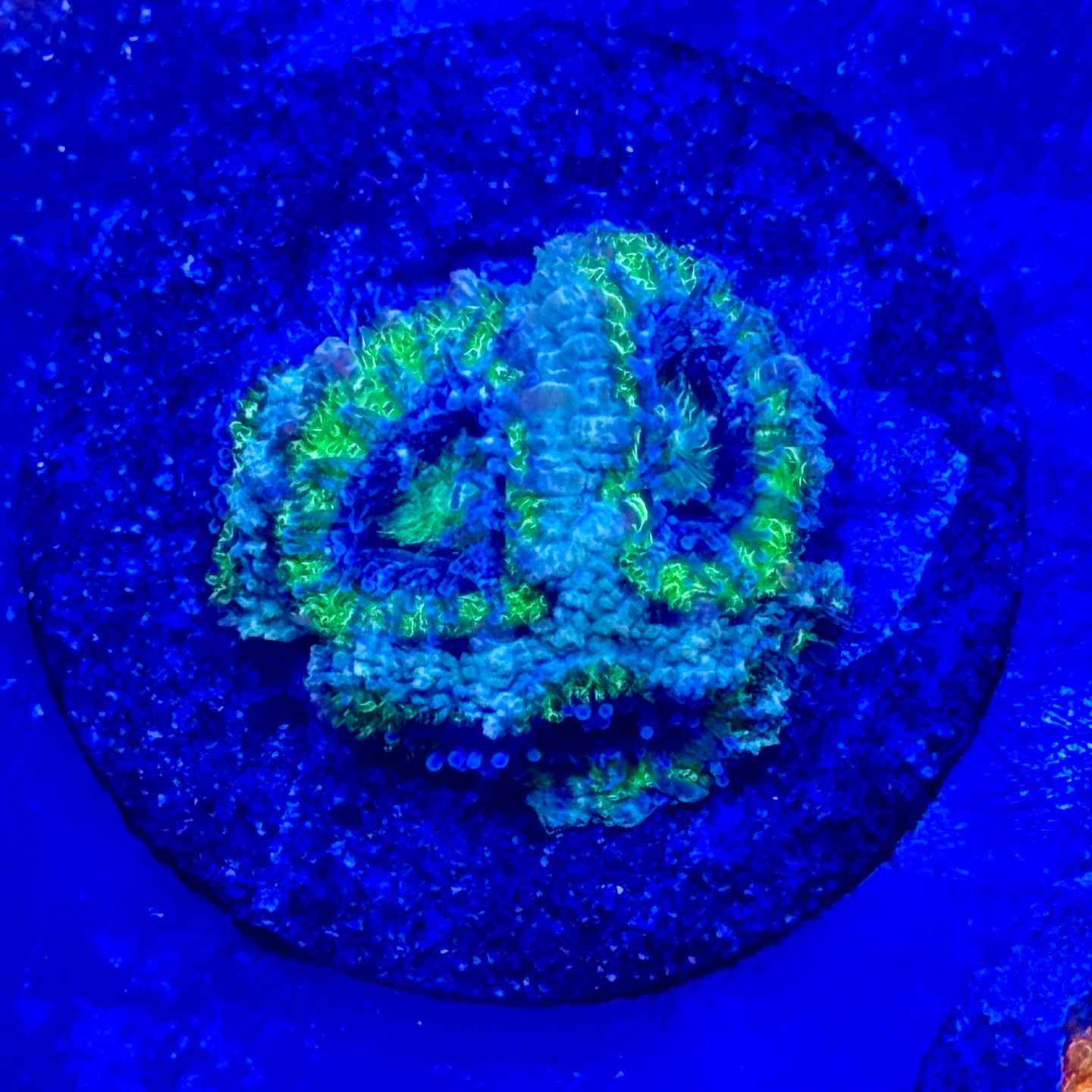 Green Blue Acan A