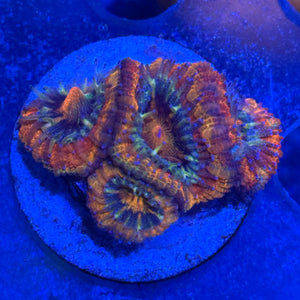 Acan J