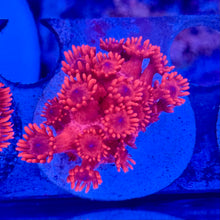 cultured Red Goniopora