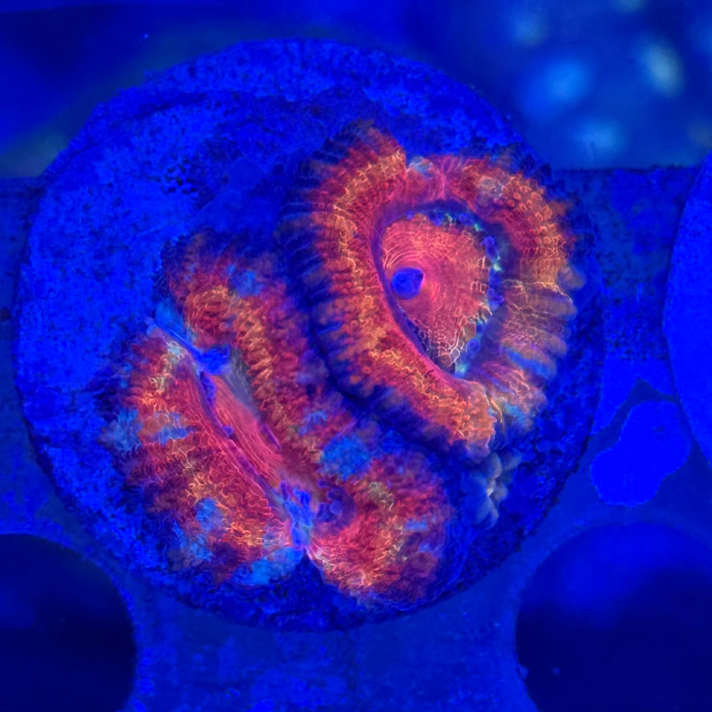 Acan O