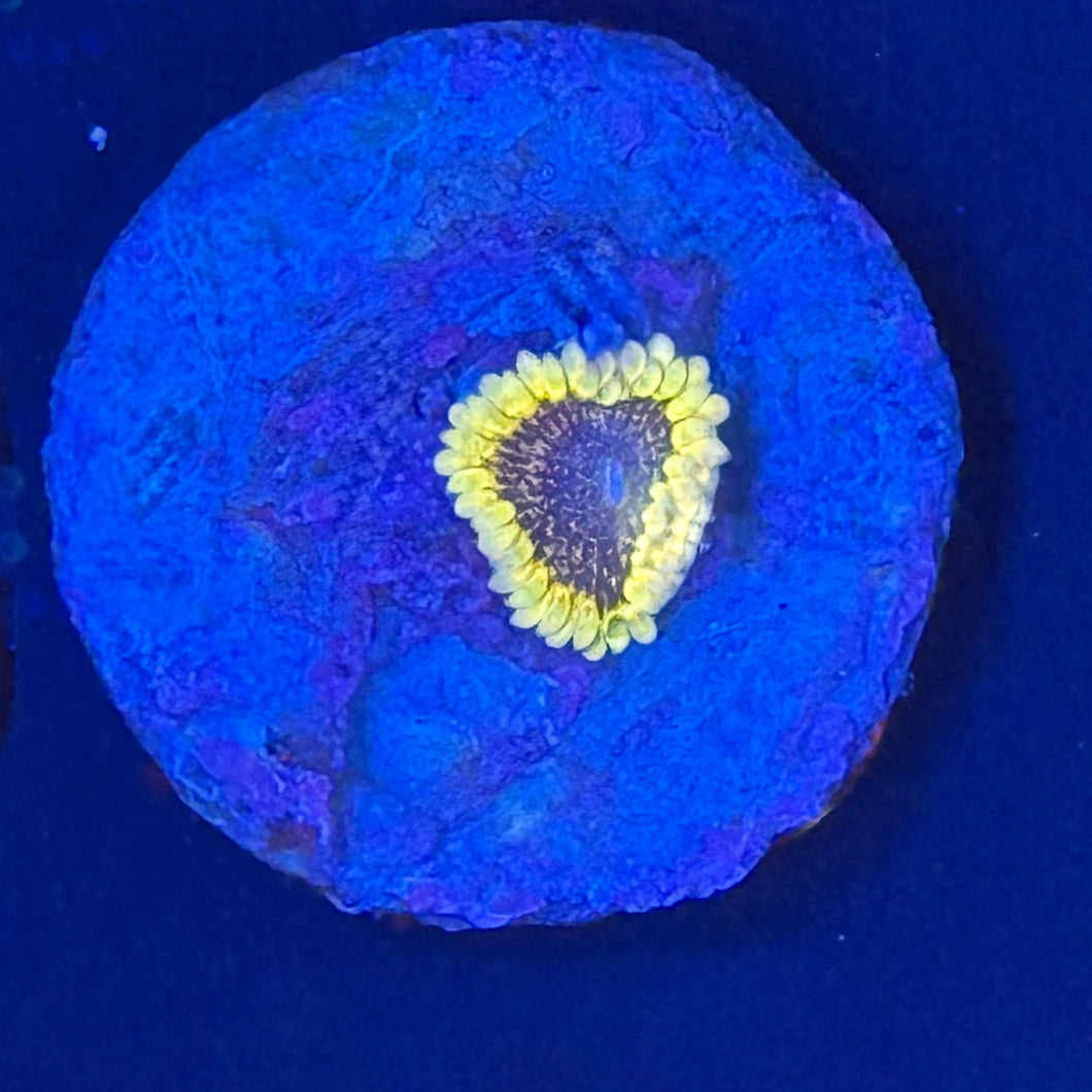 Bumble Bee Zoa