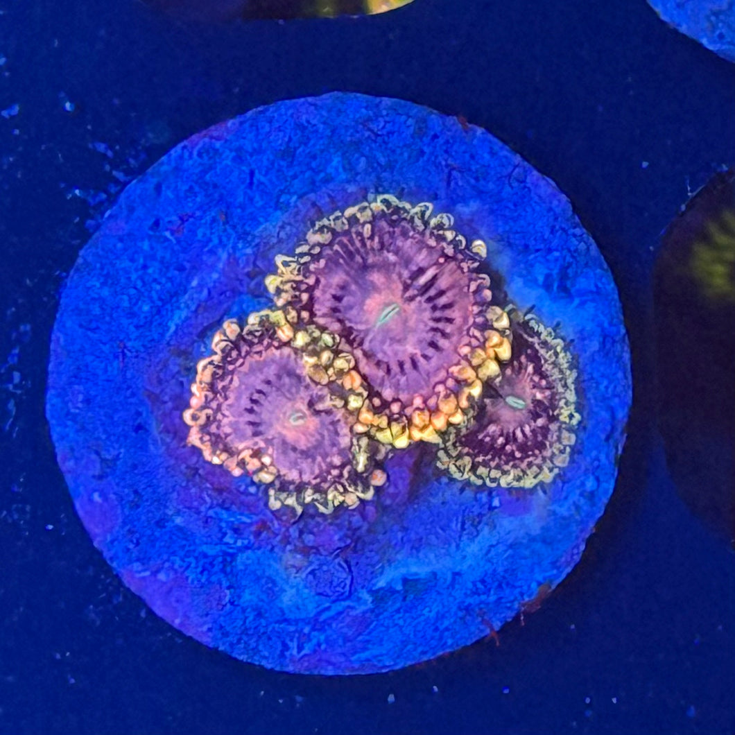 Fairy Fart Zoanthids