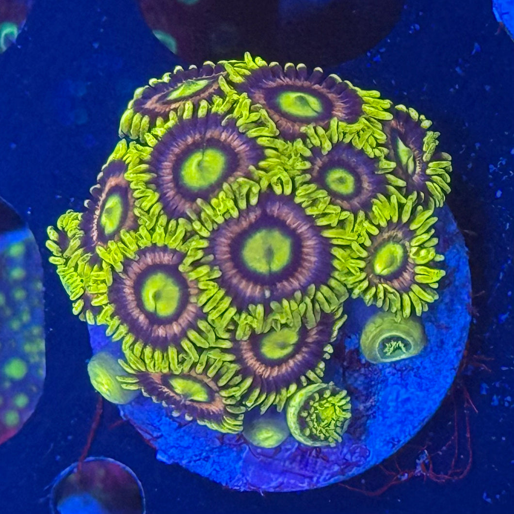 Purple Angels
