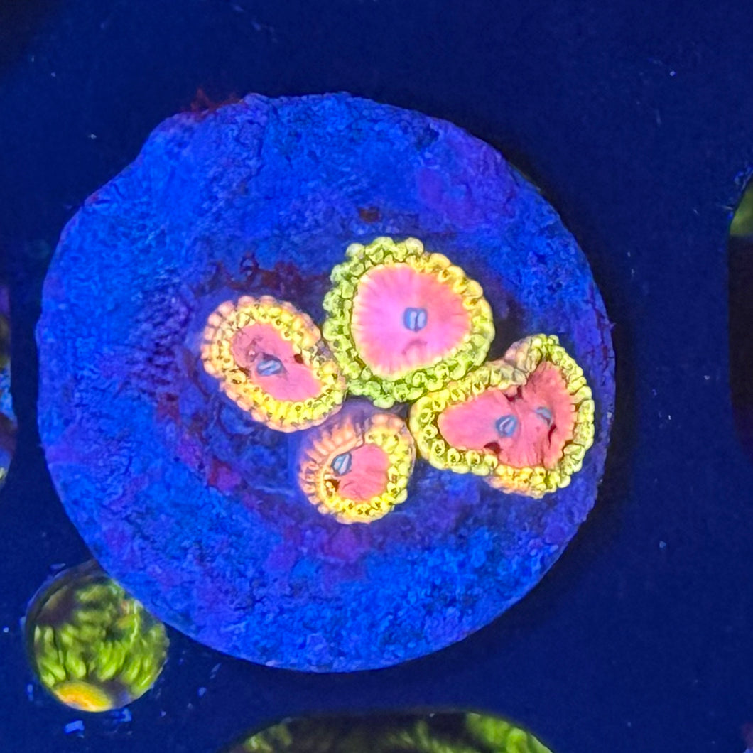 Pink Diamond Zoanthids