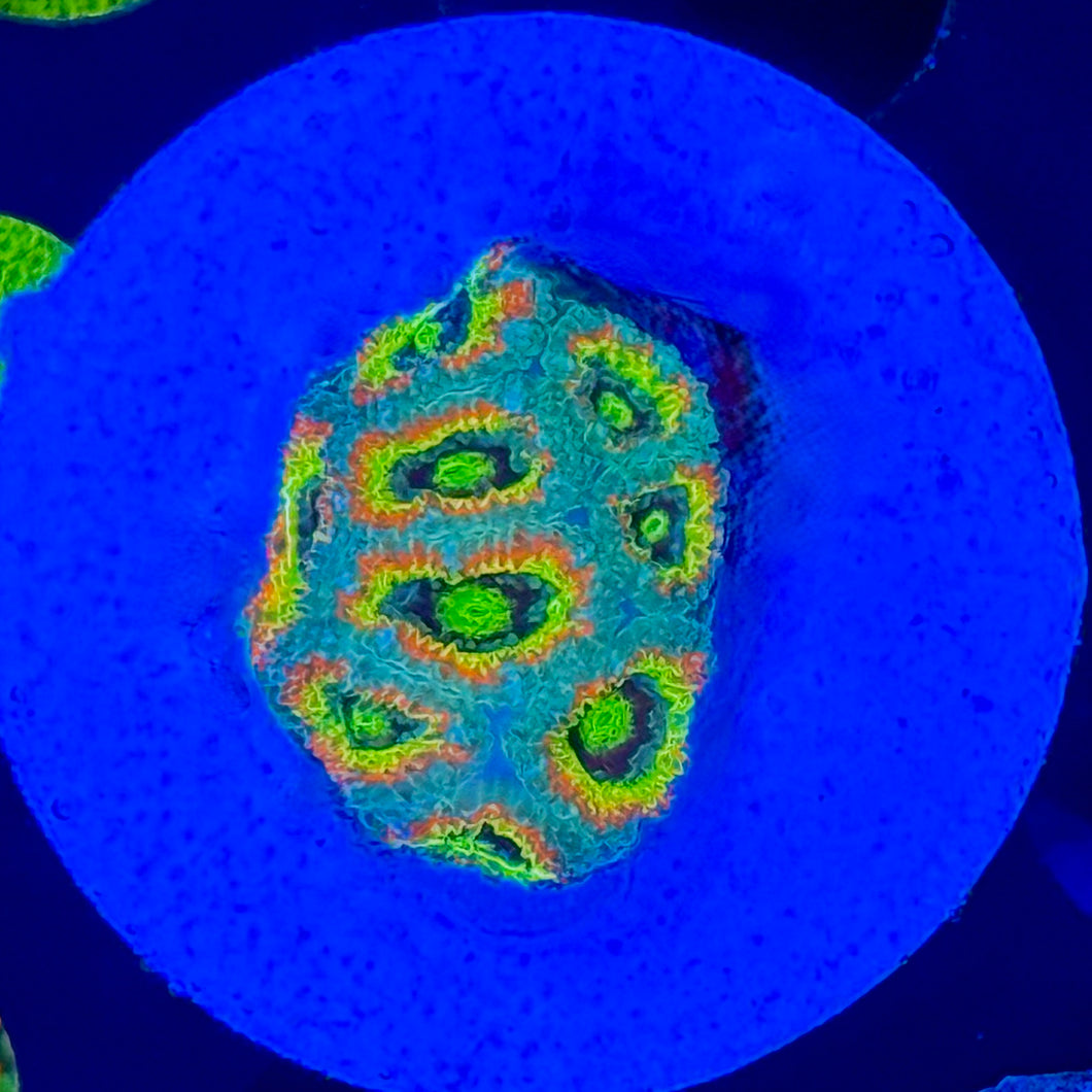 Holly Grail Micromussa