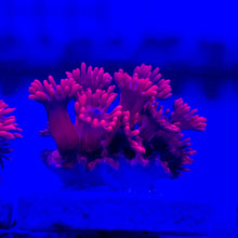 cultured Red Goniopora