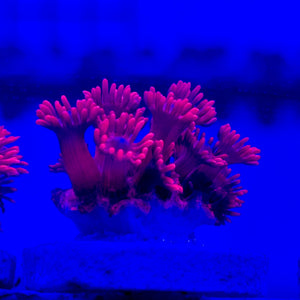 cultured Red Goniopora