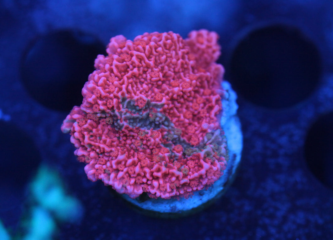 WWC grafted cap montipora