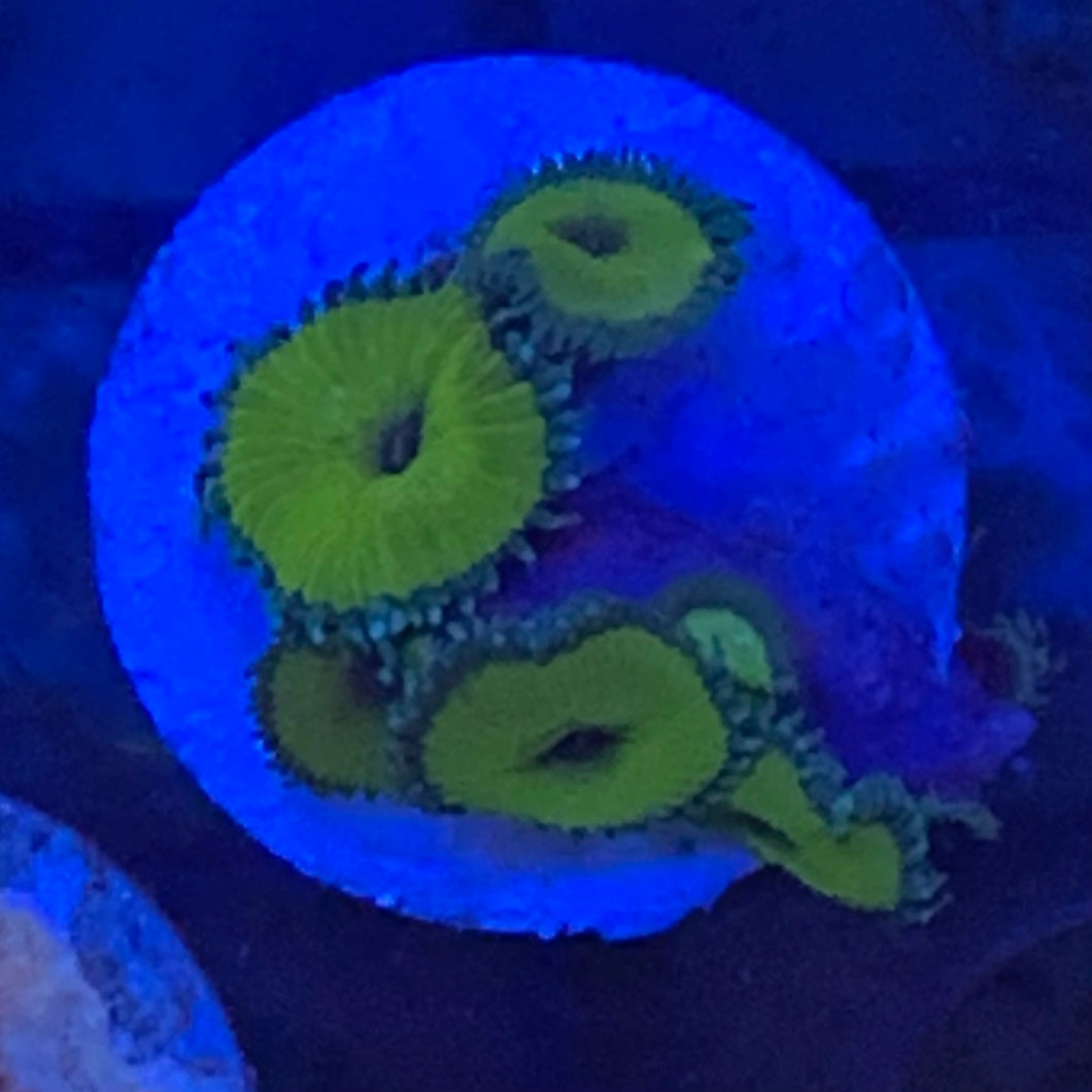 Nuclear green polyp