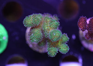 ORA Kelly's Green