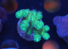 ORA Kelly's Green