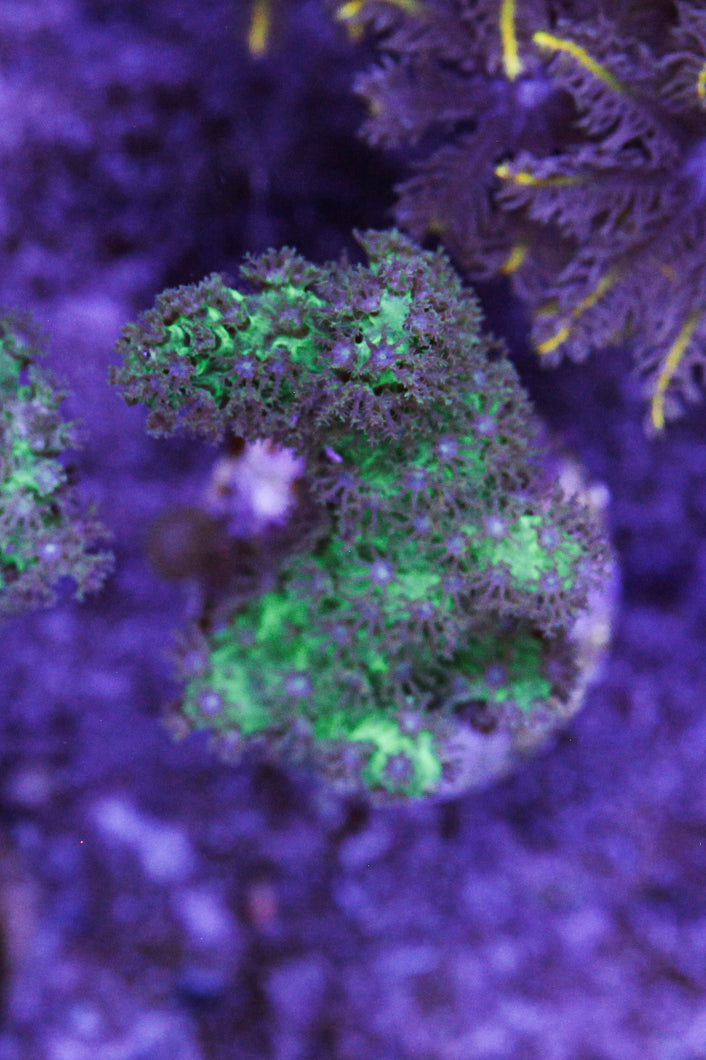 neon green sinularia