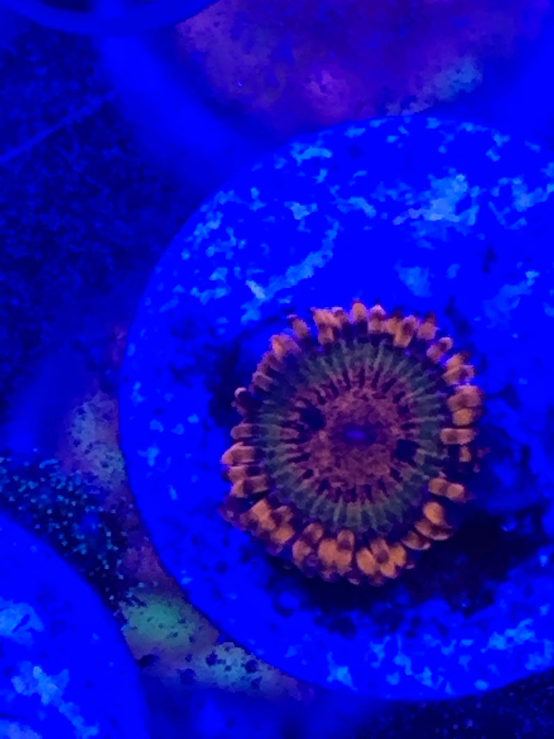 Speckled krak