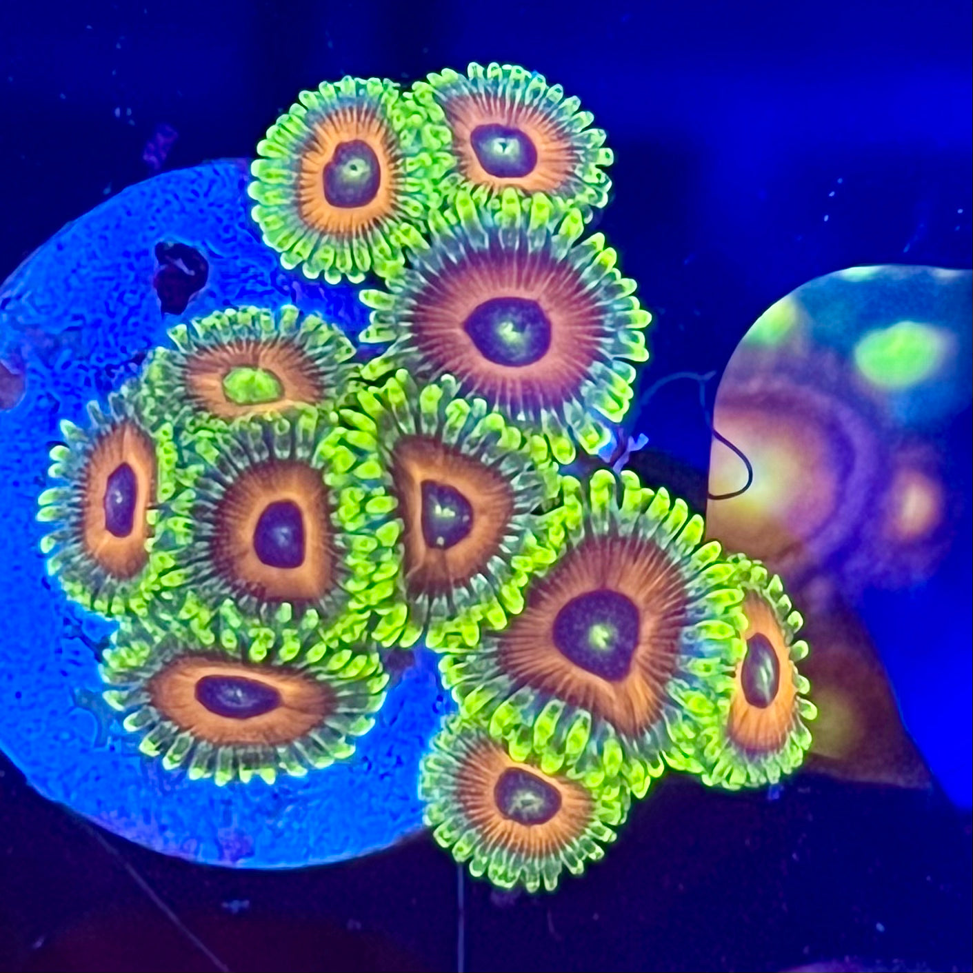 Watermelon Zoas