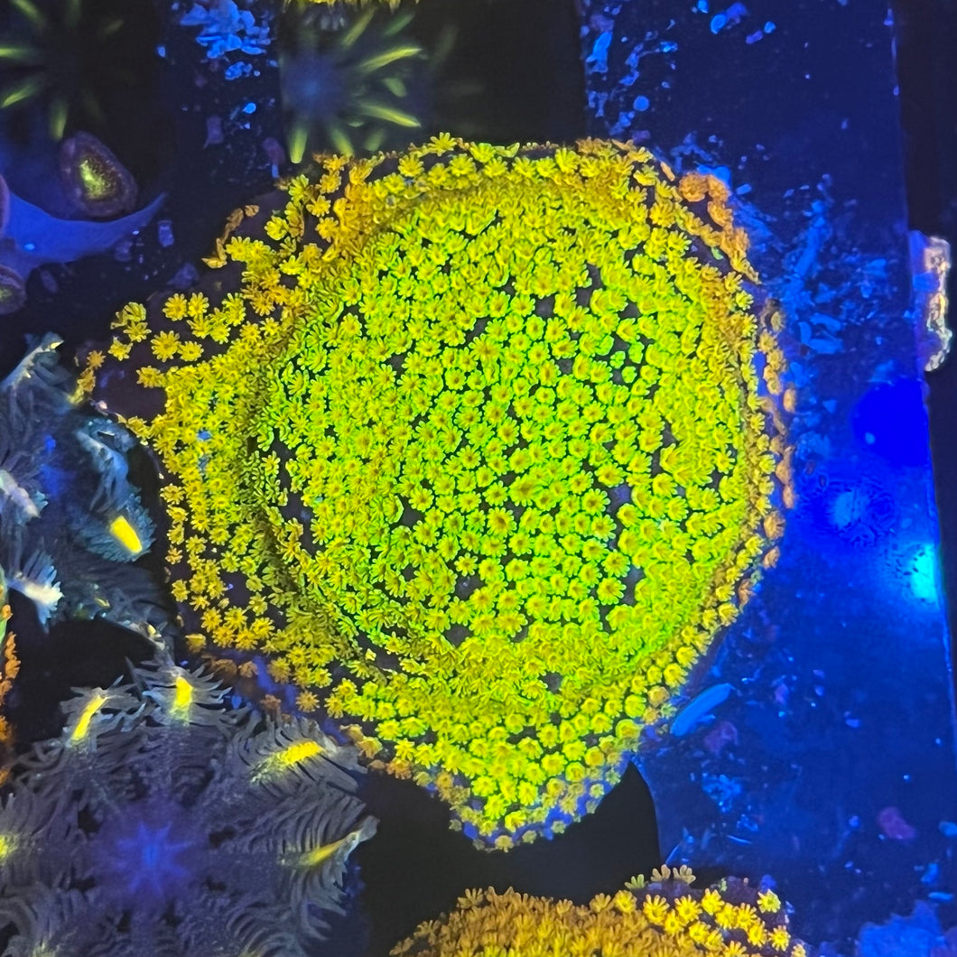 Rainbow Montipora